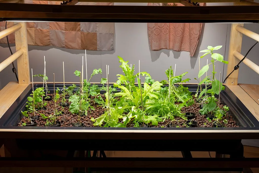 Sophie Aubry, aquaponie, agriculture urbaine, ateliers citoyens, plantes médicinales et tinctoriales