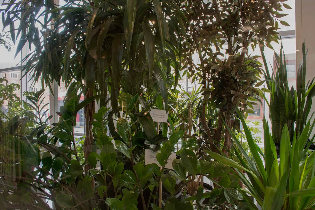 Catherine Lescarbeau, Plants, Botany, Herbarium, Horticulture, Company, Trade