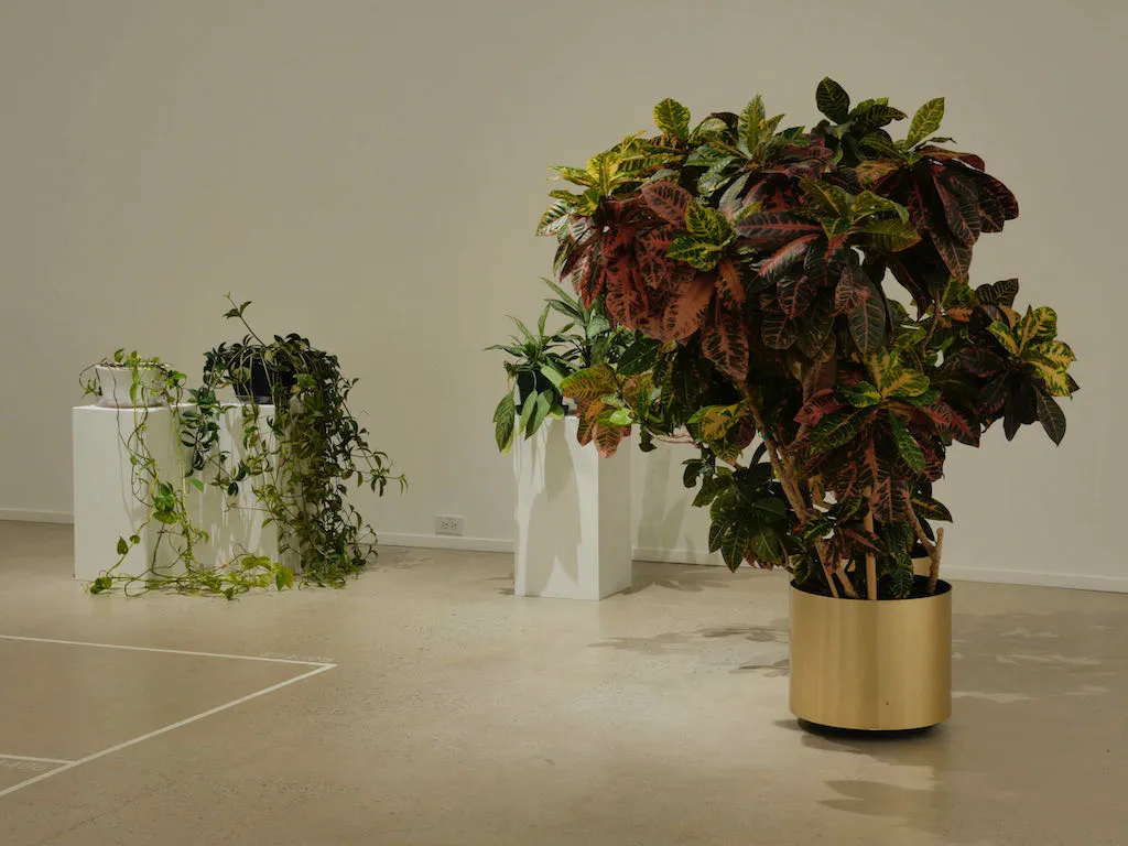 Catherine Lescarbeau, Plants, Botany, Herbarium, Horticulture, Company, Trade