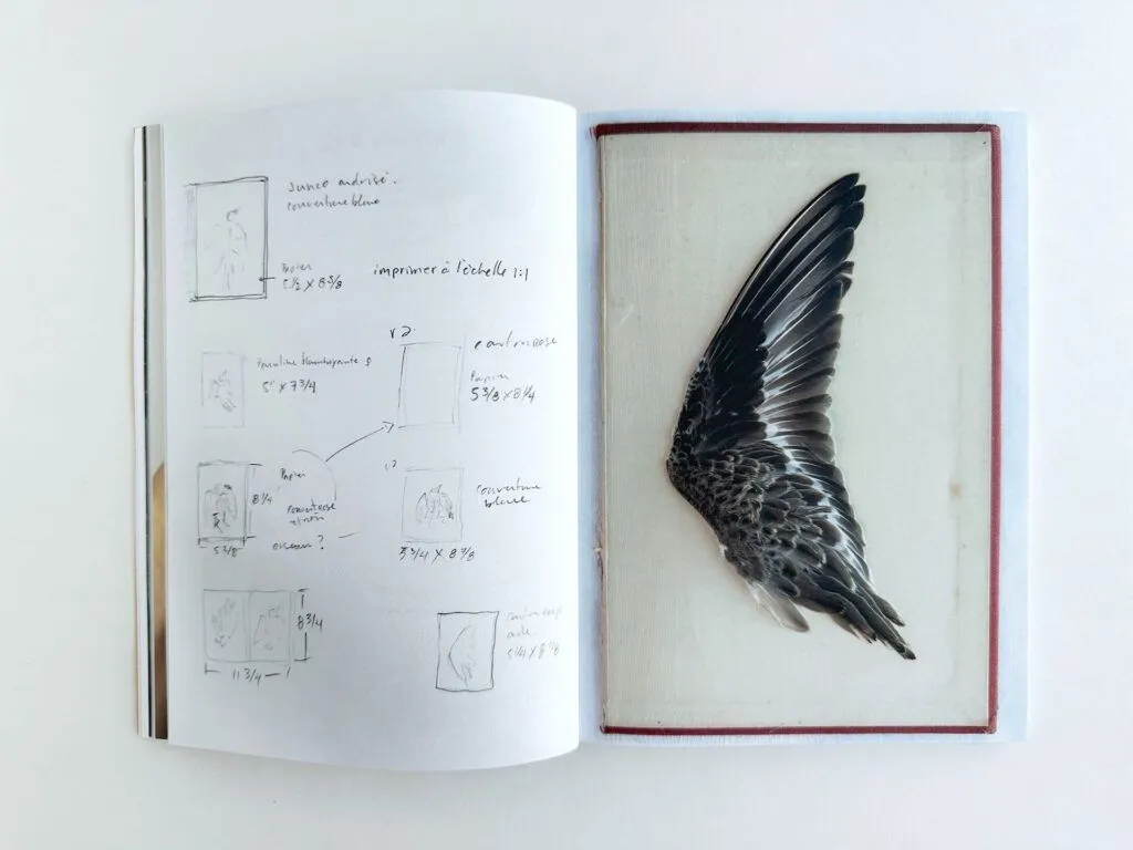 Mélissa Longpré, oiseaux, deuil, écologie