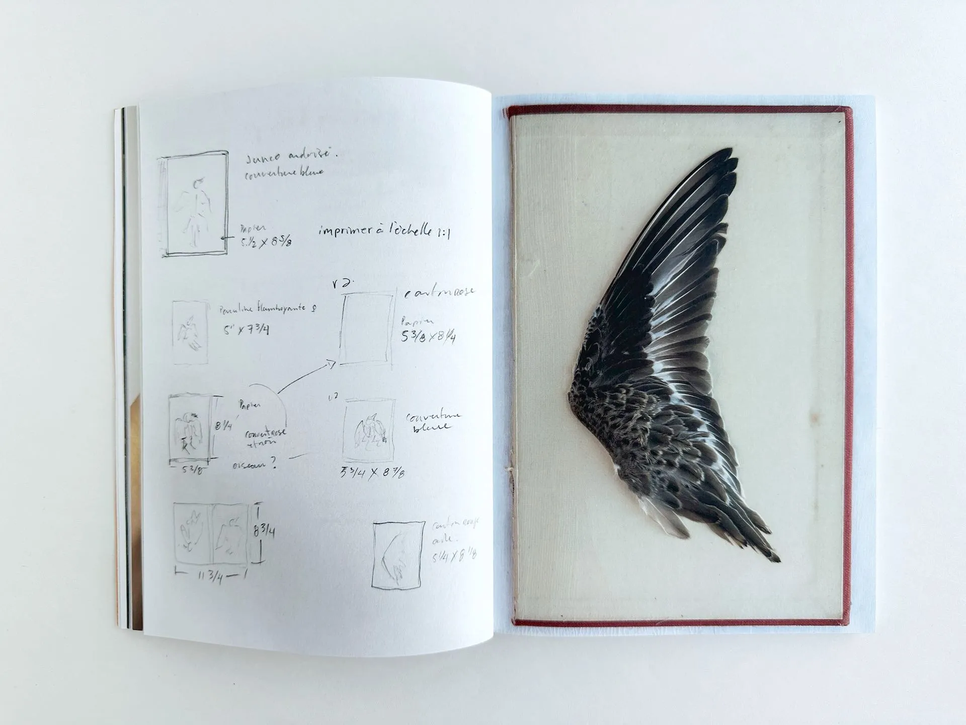 Mélissa Longpré, birds, mourning, ecology