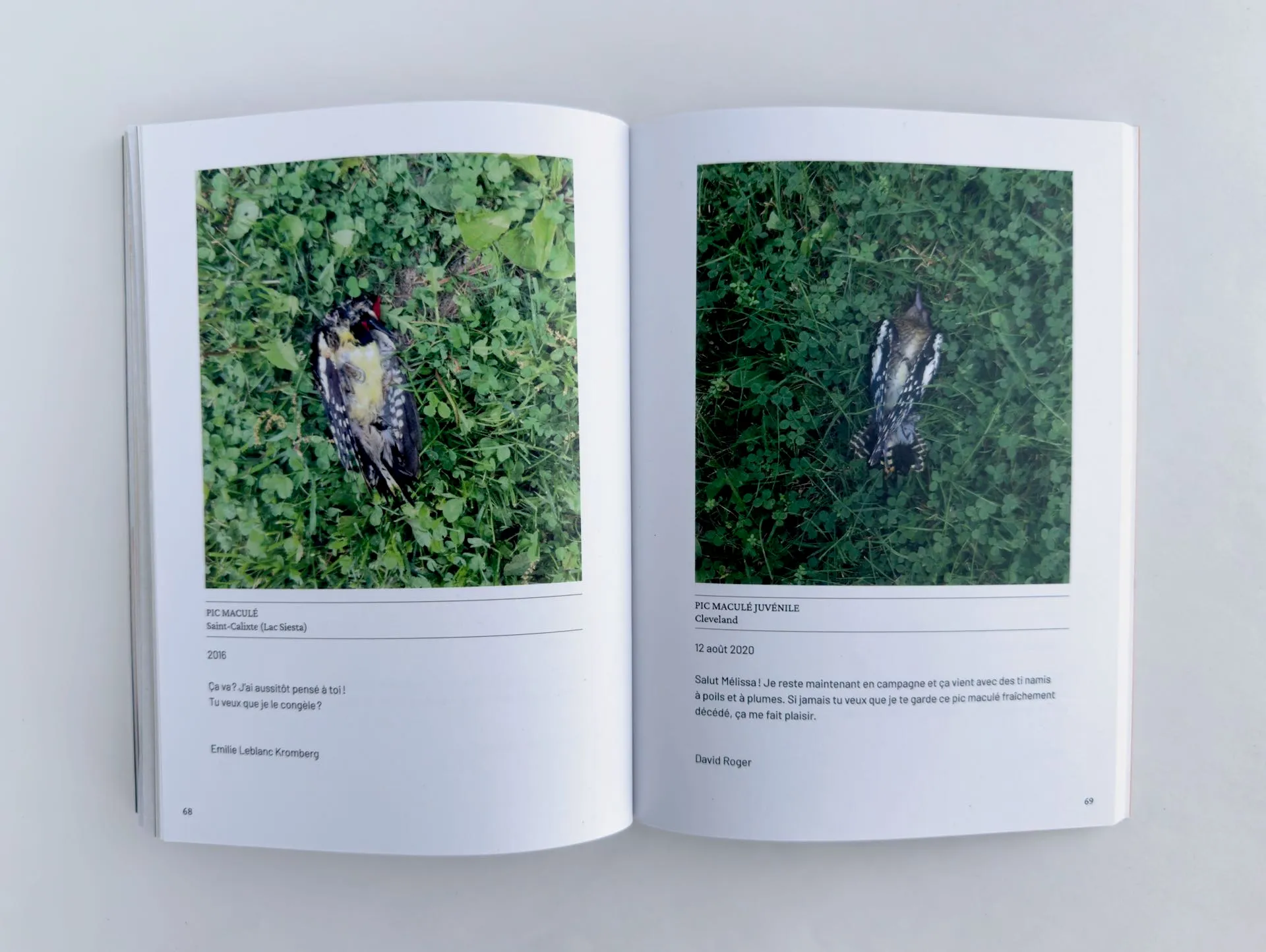 Mélissa Longpré, birds, mourning, ecology