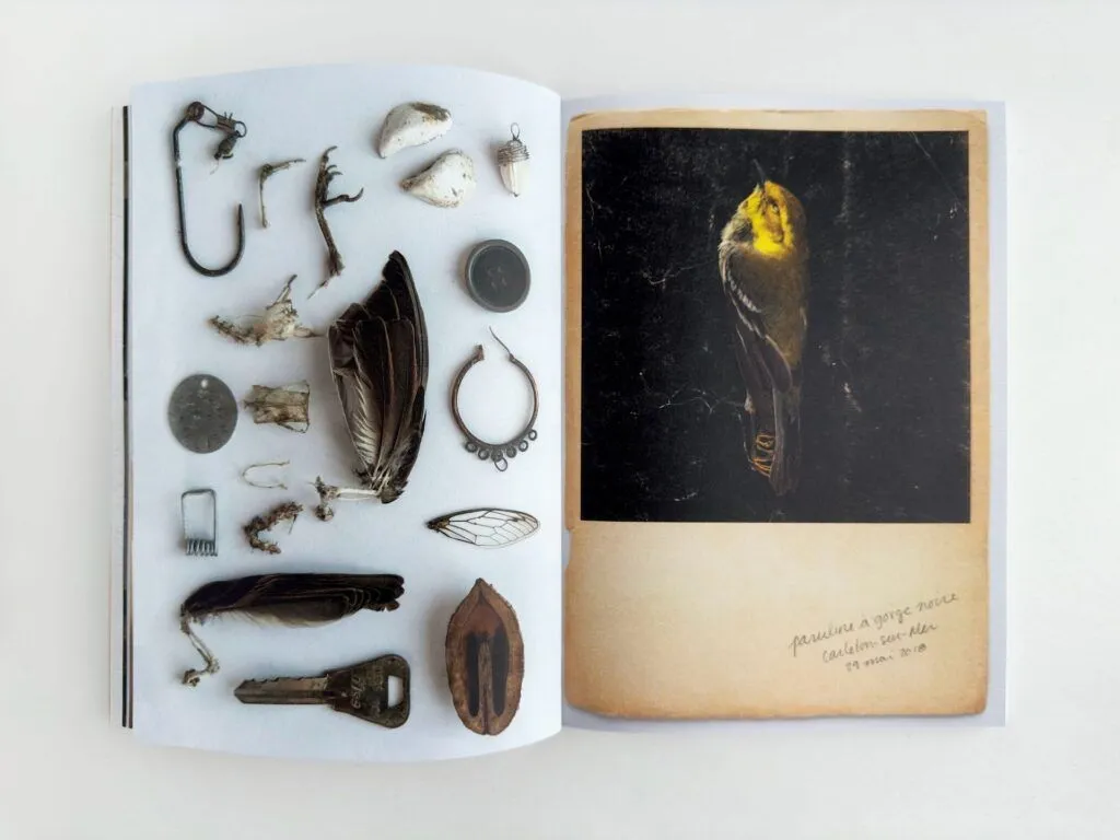 Mélissa Longpré, oiseaux, deuil, écologie