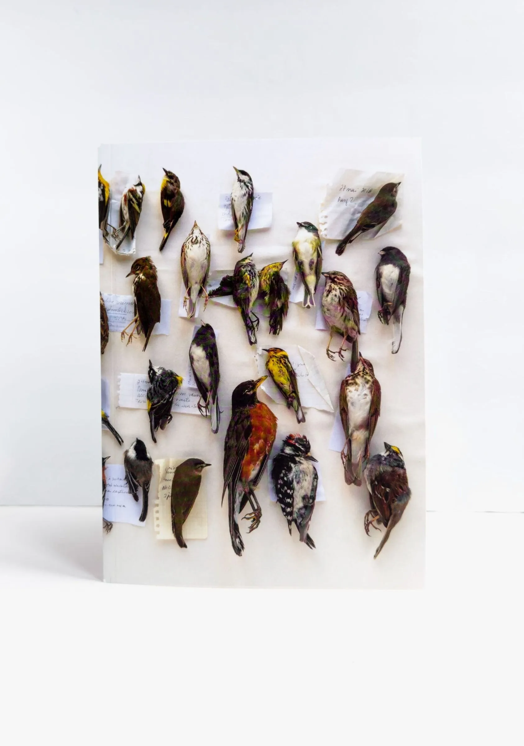 J’ai pensé à toi, une collection d’oiseaux