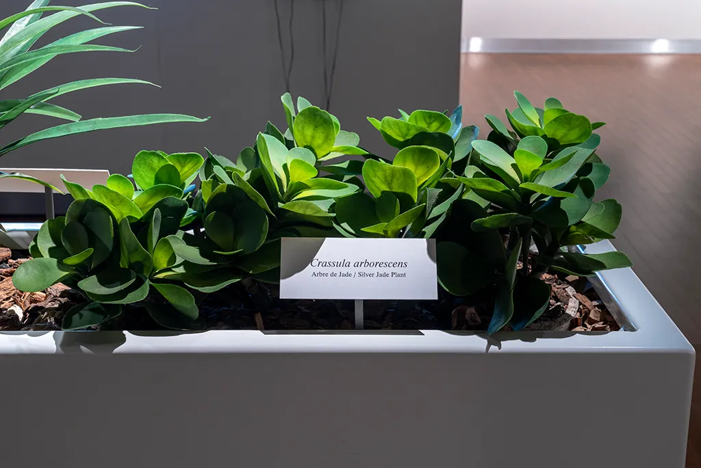 Catherine Lescarbeau, botany, ornamental plants, suburbia, shopping center, institutional critique