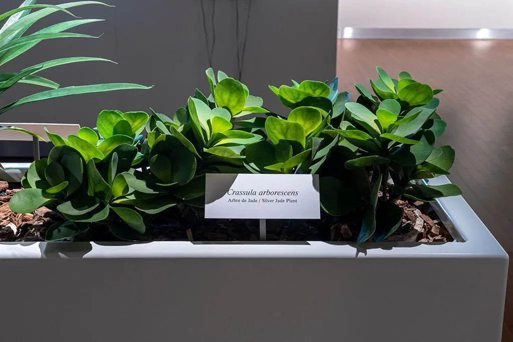 Catherine Lescarbeau, botanique, plantes ornementales, banlieue, centre d'achat, critique institutionnelle