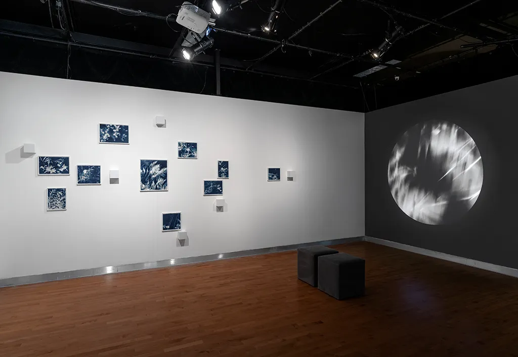 Ariane Plante, generative installation, cyanotype, herbarium, humid woodland, season, human-nature relationship