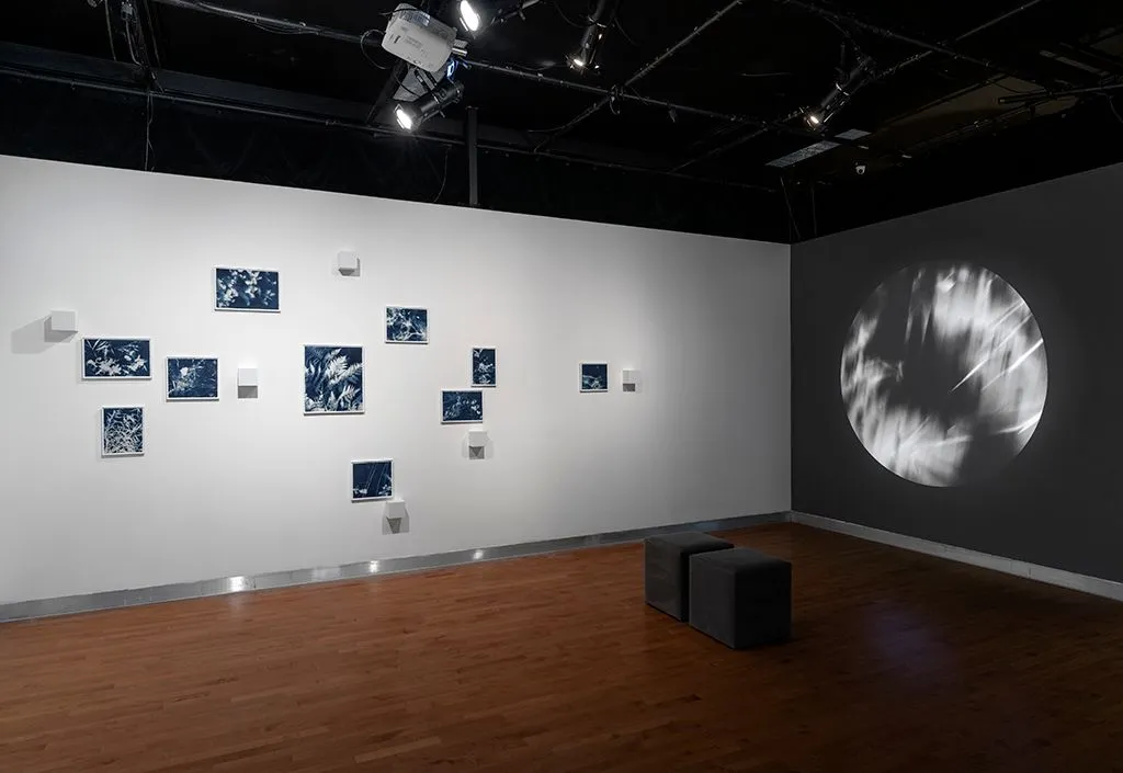 Ariane Plante, installation générative, cyanotype, herbier, boisé humide, saison, relations humain-nature