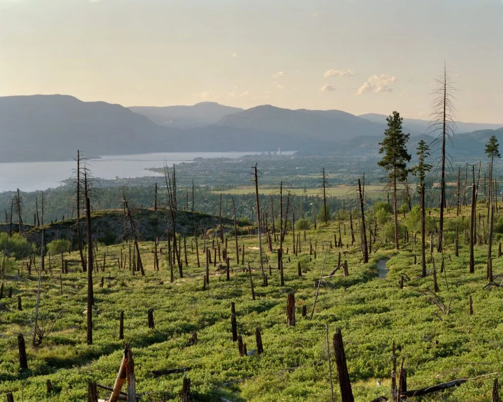 Andreas Rutkauskas, feux de forêts, prévention et contrôle des incendies, régénération, gestion autochtone de la forêt