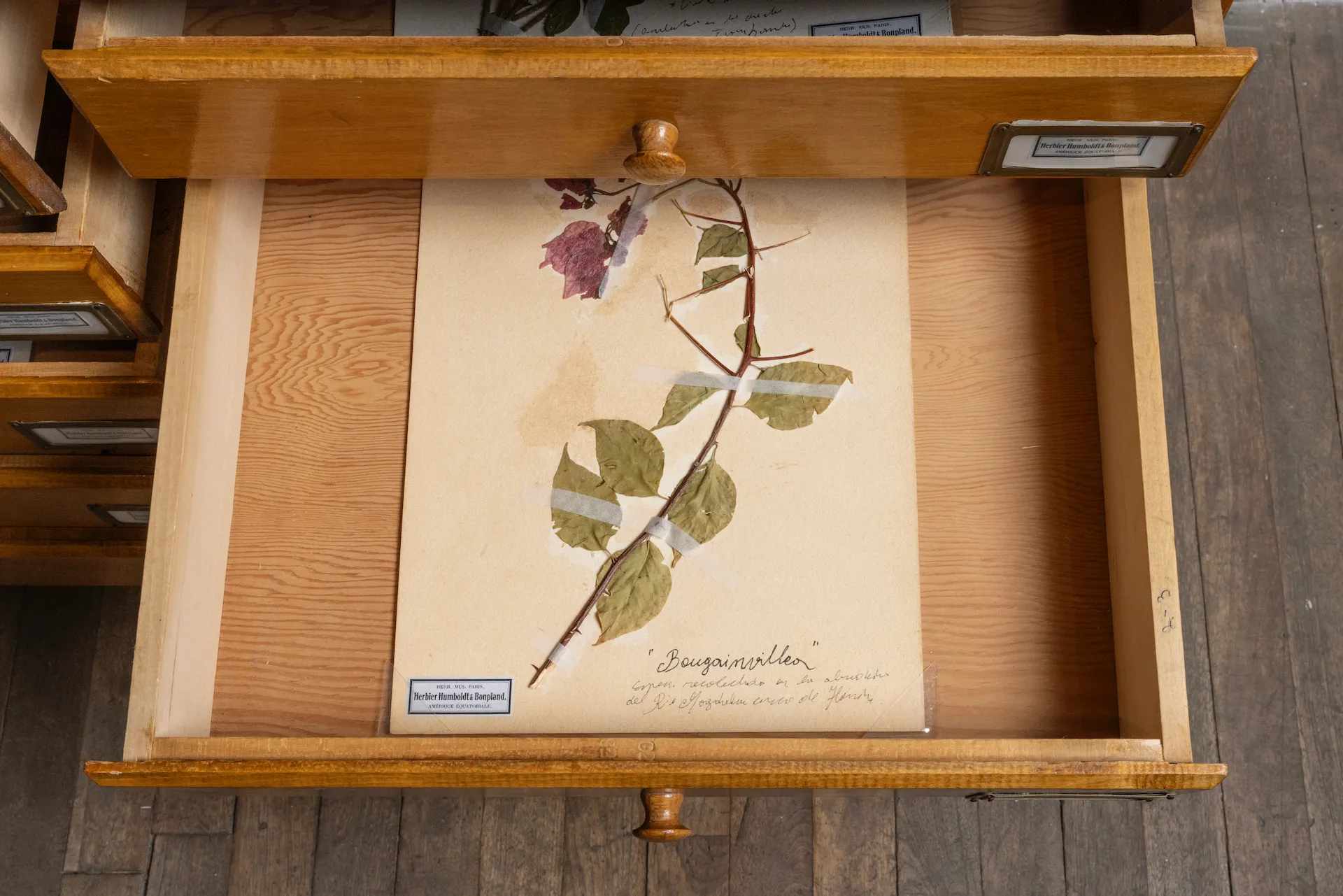 Fabiano Kueva, Humboldt Archives, Colonialism, Exploration, America