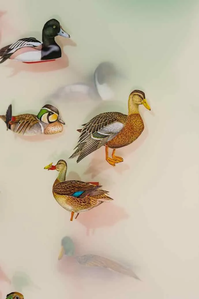 Geneviève Chevalier, Oiseaux, Migration, Changements climatiques