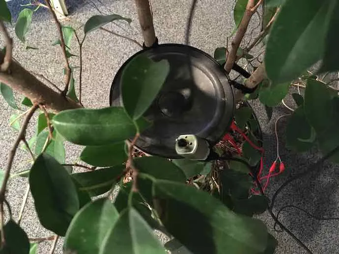 Émile Payeur, Childhood memories, Playful devices, Sound art, Technology, Plants
