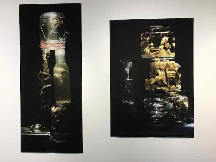 Laura St. Pierre, Threatened Biodiversity, Botany, Flora, Plant, Herbarium, St. Lawrence River, Future, Dystopia