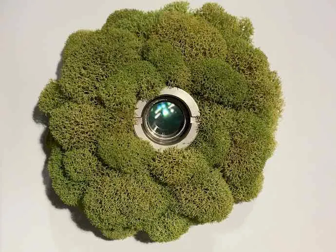 Marie-Ève Martel, Mushrooms, Fungi, Heterotrophy, Living, Structure