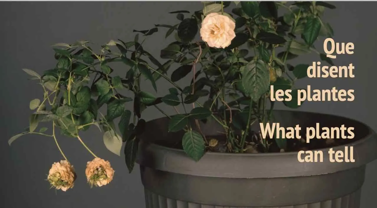 Que disent les plantes